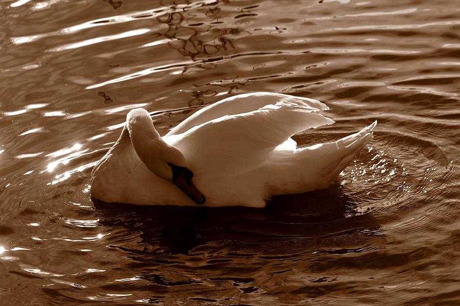 Swan by the Lake  Photograph by Jeanette Rode Dybdahl
