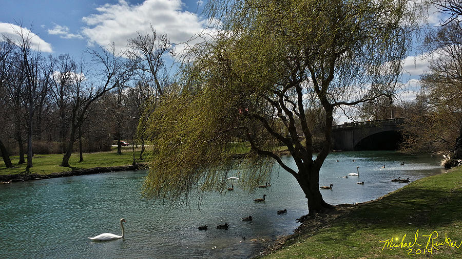 Tree Photograph - Swan Canal by Michael Rucker