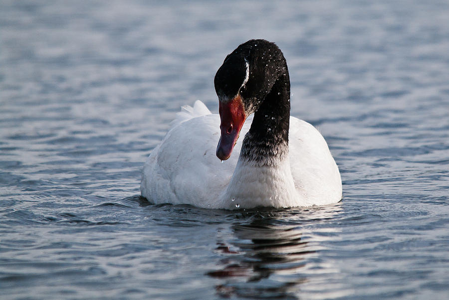 Duck Photograph - Swan by Carlos V Bidart