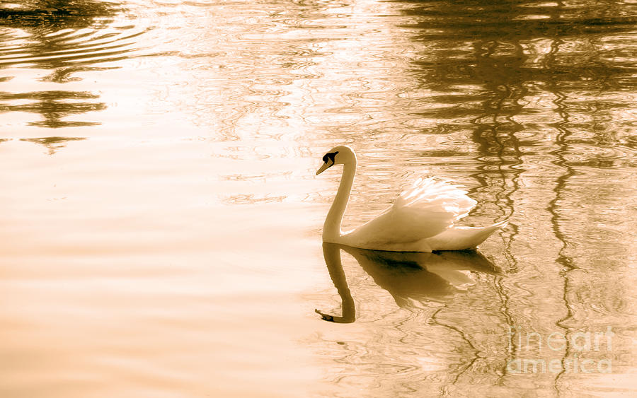 Swan Photograph - Swan by Charline Xia