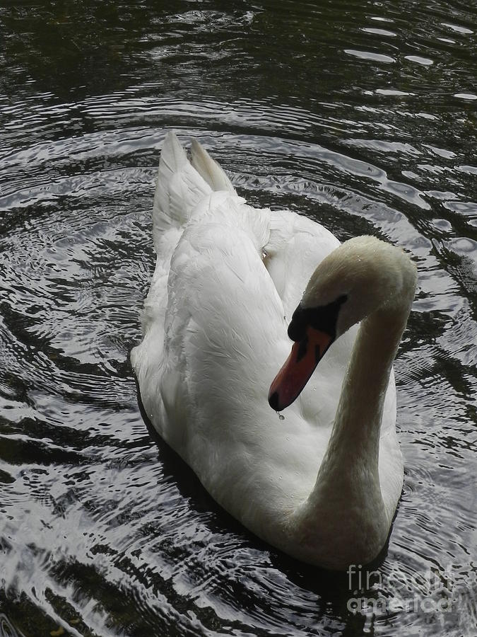 Swan Photograph by Chrisann Ellis