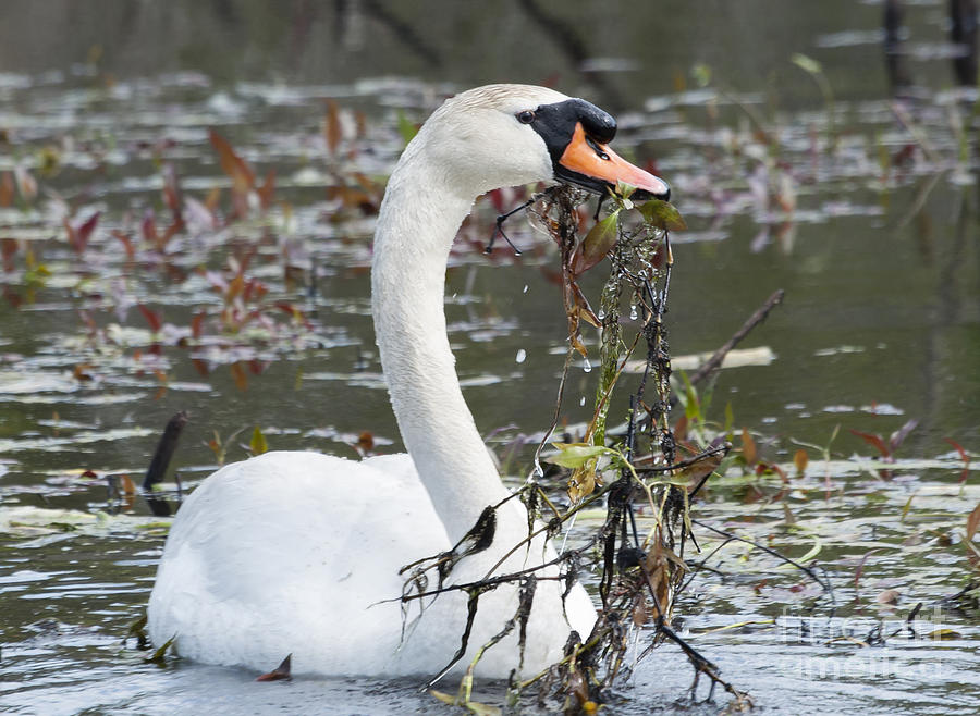 Swan Cleaning the Swamp Photograph by Ilene Hoffman