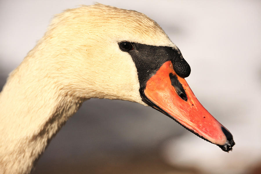 Swan Close Up Photograph by Karol Livote