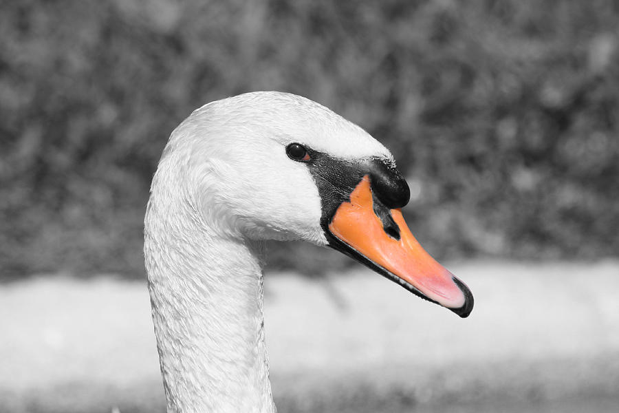 Swan Closeup Photograph by Shane Bechler