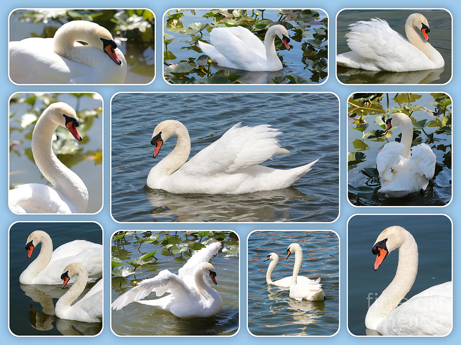 Swan Photograph - Swan Collage in Blue by Carol Groenen