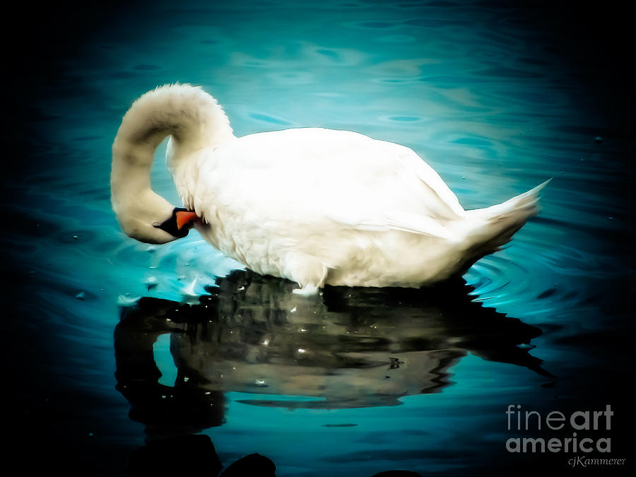 Swan  Photograph by Colleen Kammerer
