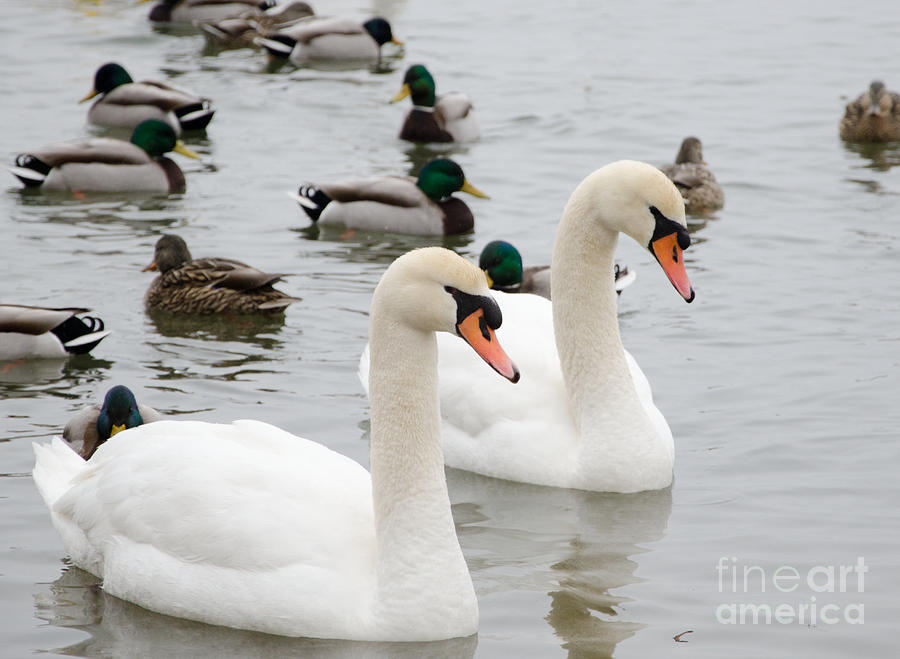 White Photograph - Swan Couple by Laurel Best