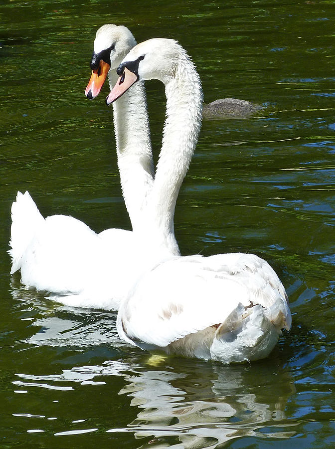 Swan Couple Photograph by Margaret Saheed