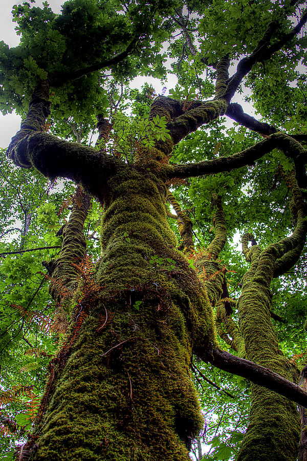 Tacoma Photograph - Swan Creek Tree by David Patterson