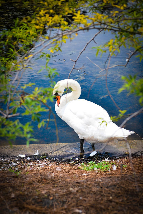 Swan Photograph - Swan by Dana Bell