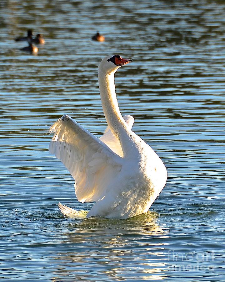 Swan Dance Photograph by Carol  Bradley