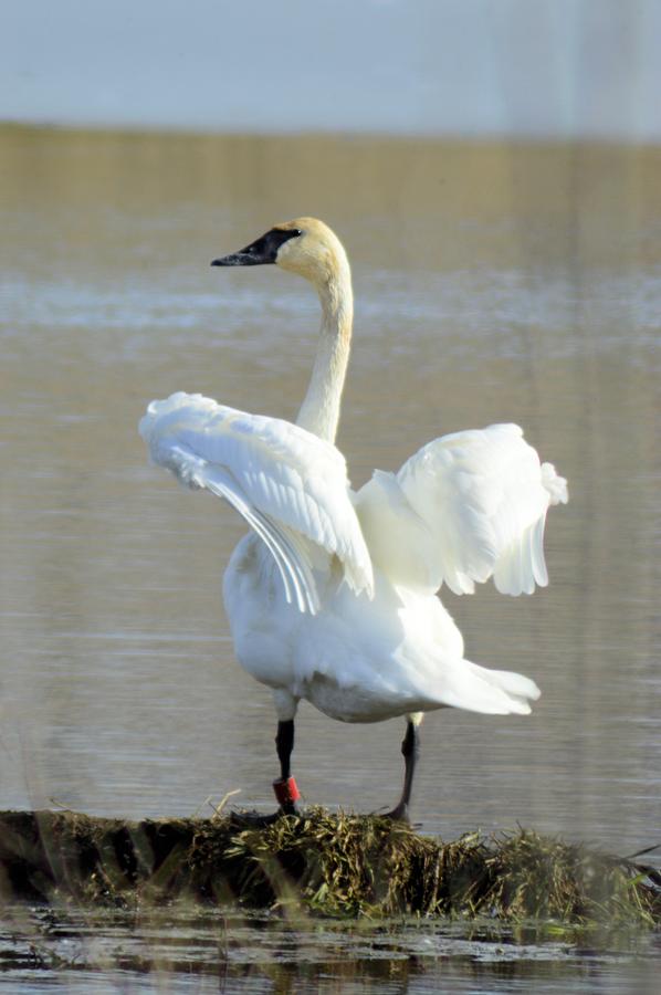Swan Dance Photograph by Bonfire Photography
