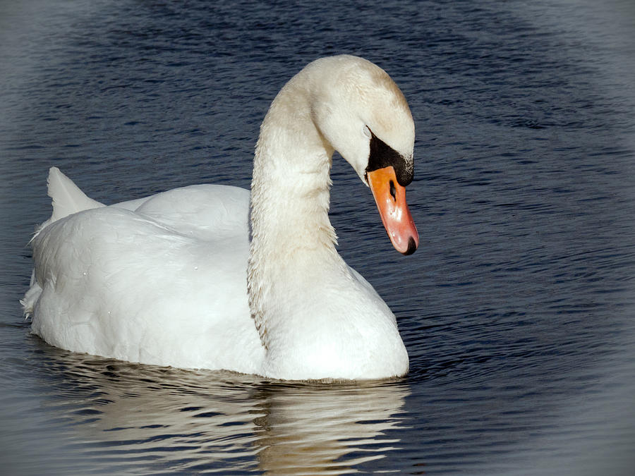 Swan Photograph - Swan by Daniel Csoka