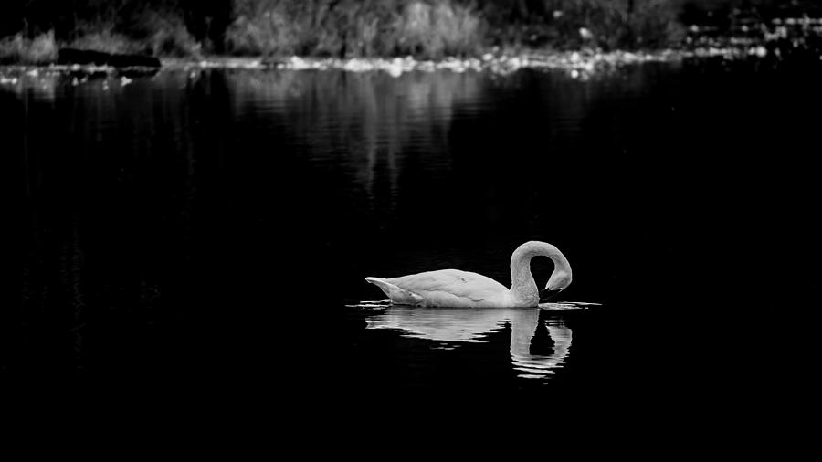 Swan Photograph by David Downs