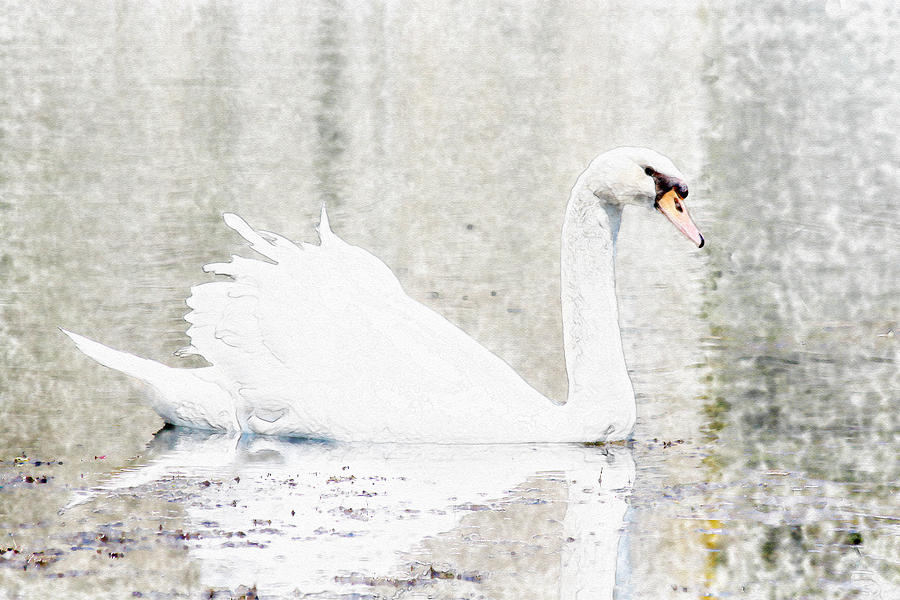 Manlius Swan Pond Photograph by David Stasiak
