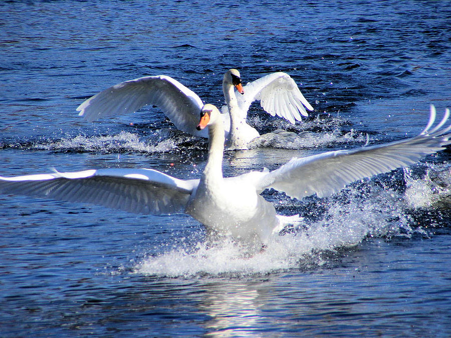 Swan Dive Photograph by KBPic | Fine Art America