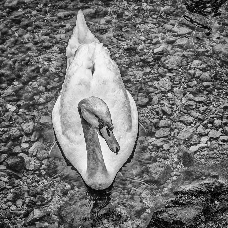 Swan Photograph - Swan by Dobromir Dobrinov