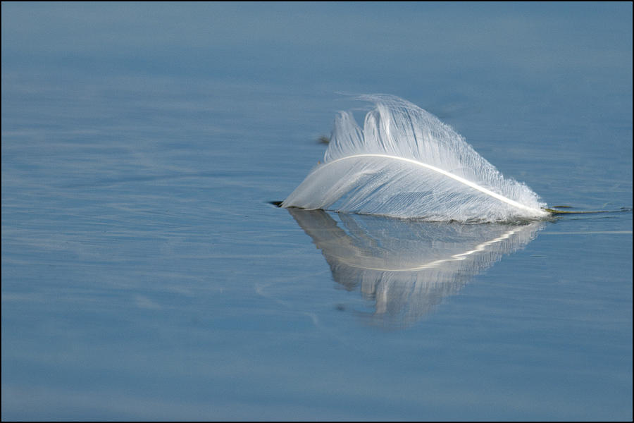 Swan Down Photograph by Ward McGinnis - Fine Art America