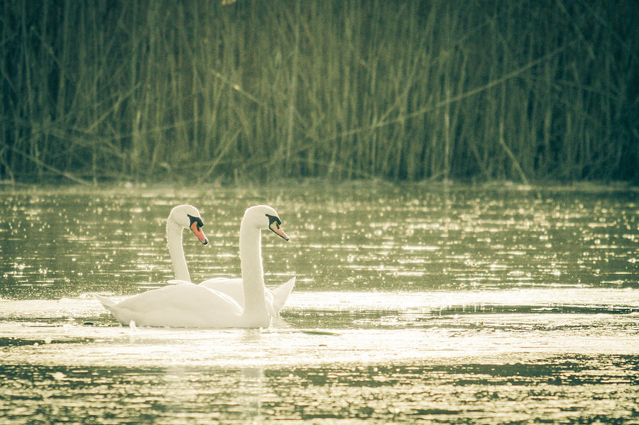 Swan Duo Photograph by Eleanor Abramson