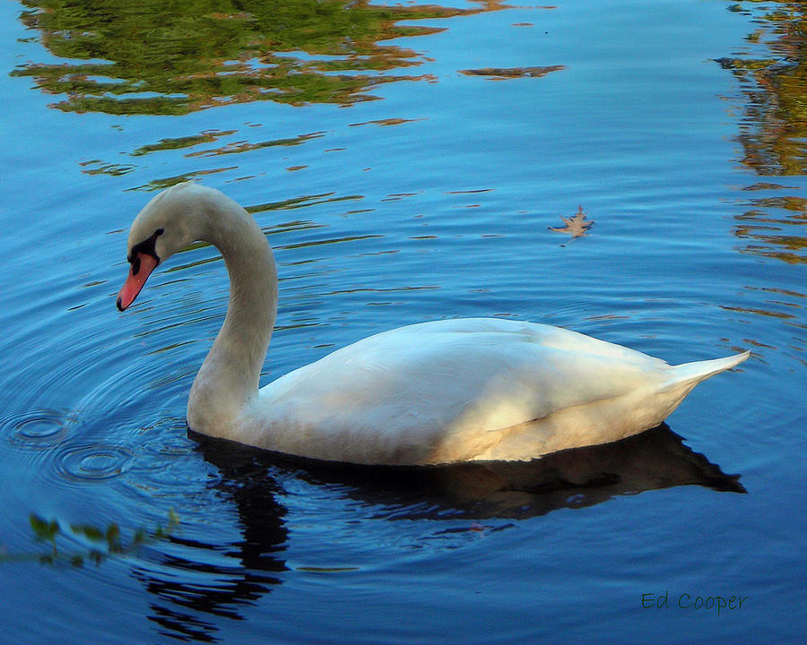 Swan Photograph - Swan by Ed Cooper