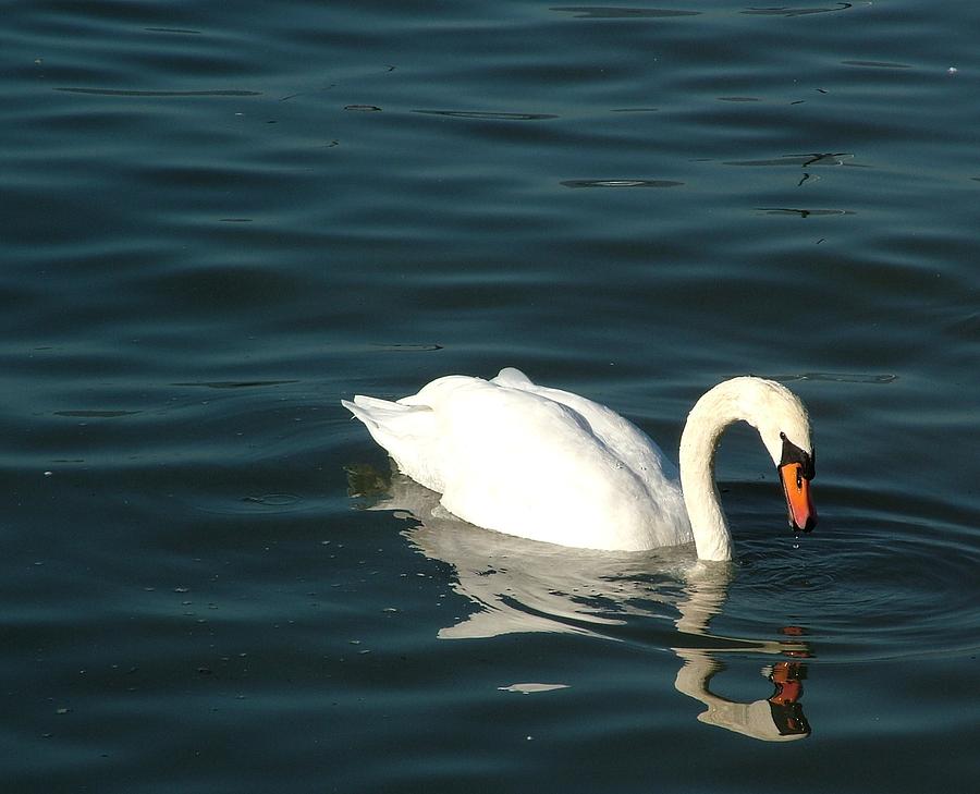 Swan Elegance Photograph by Kathy Churchman