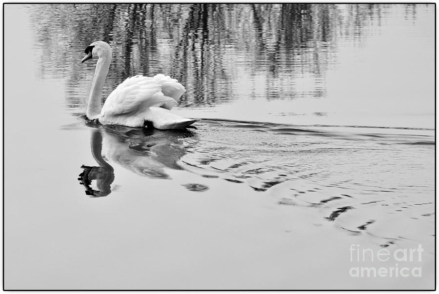 Swan Photograph - Swan elegance by Simona Ghidini