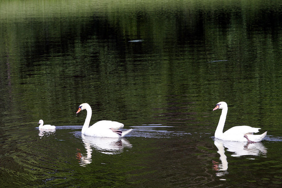 Swan Faithfulness Photograph by Vadim Levin