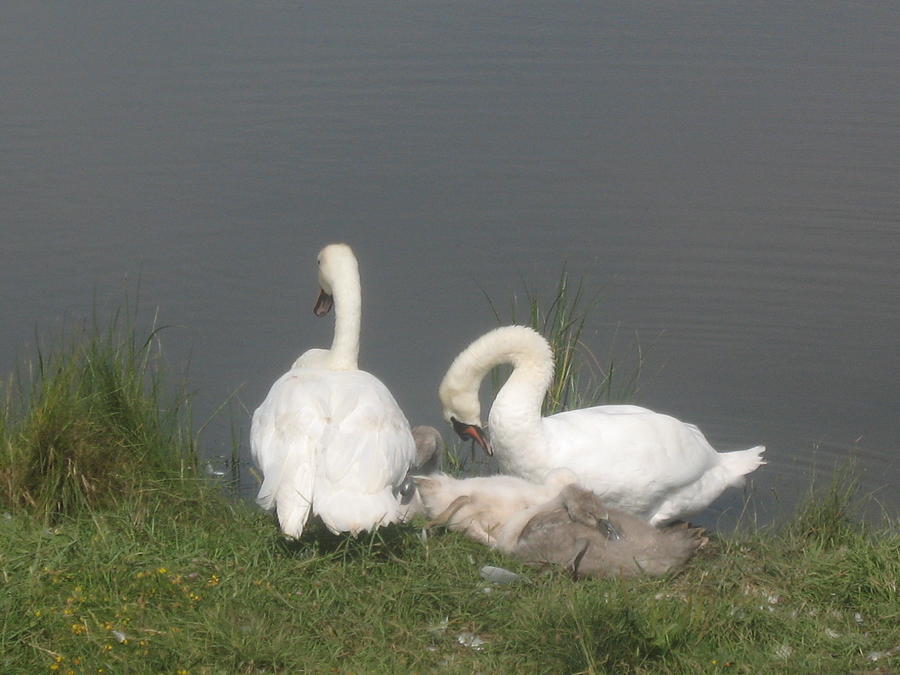 Swan Family Painting