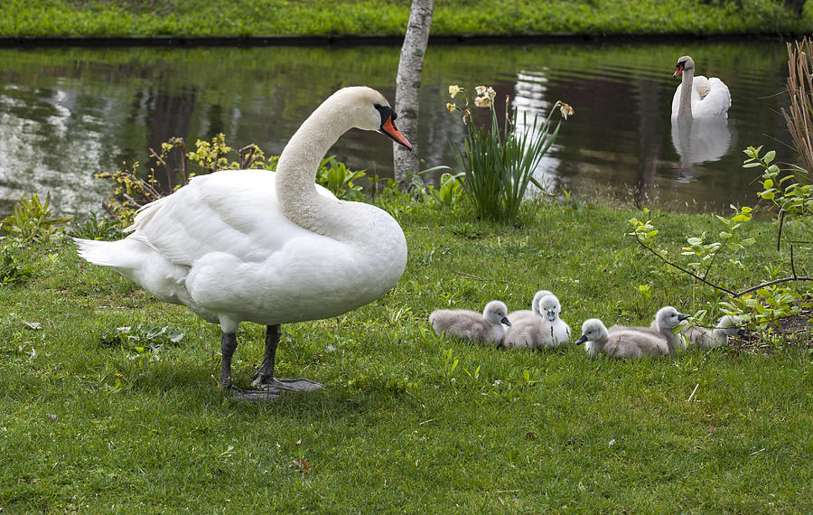 Swan Family Photograph by Cathy Kovarik