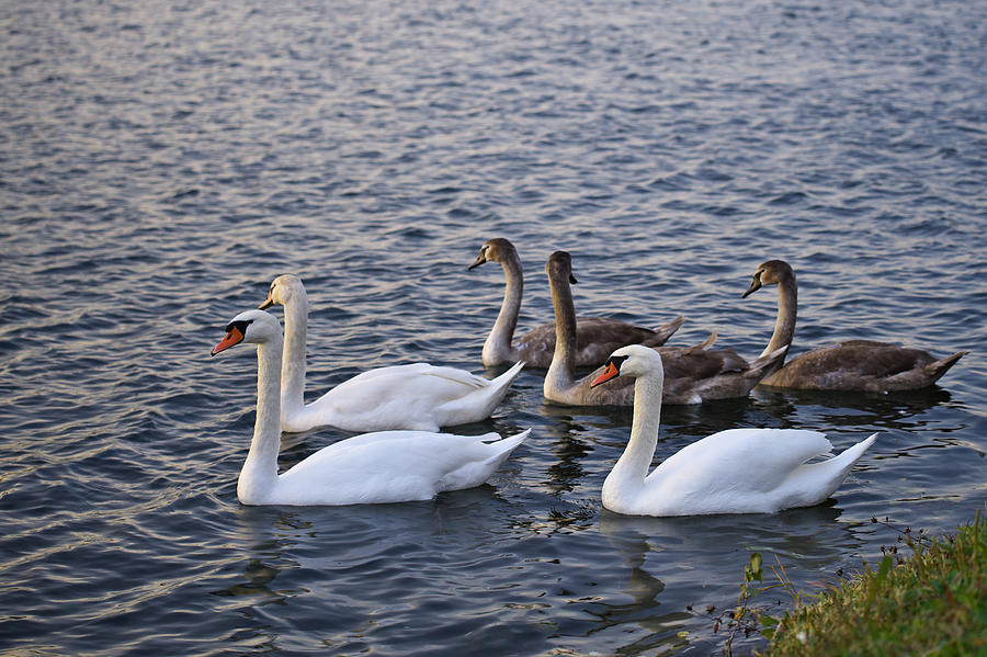 Swan family Photograph by Ivan Slosar