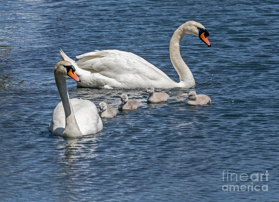 Swan Family Redux Photograph by Kate Brown