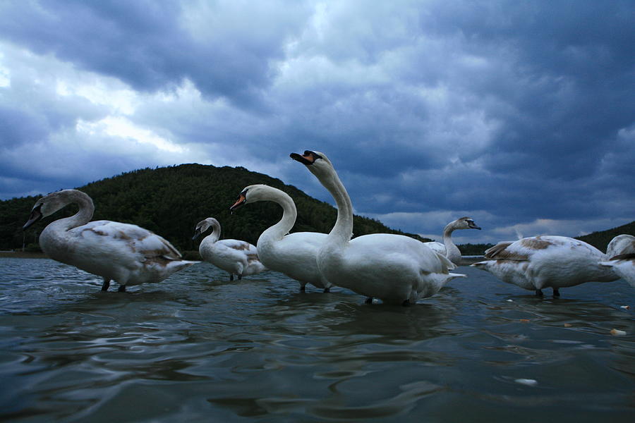 Swan Family Photograph by Tomosang