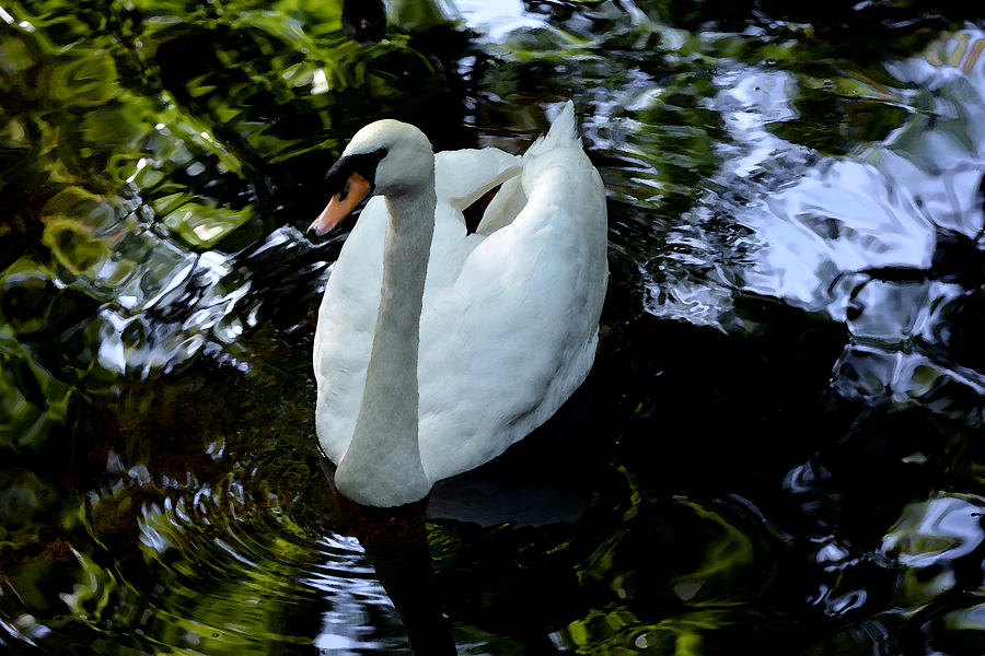 Swan Fantasty Photograph by Judy Wanamaker