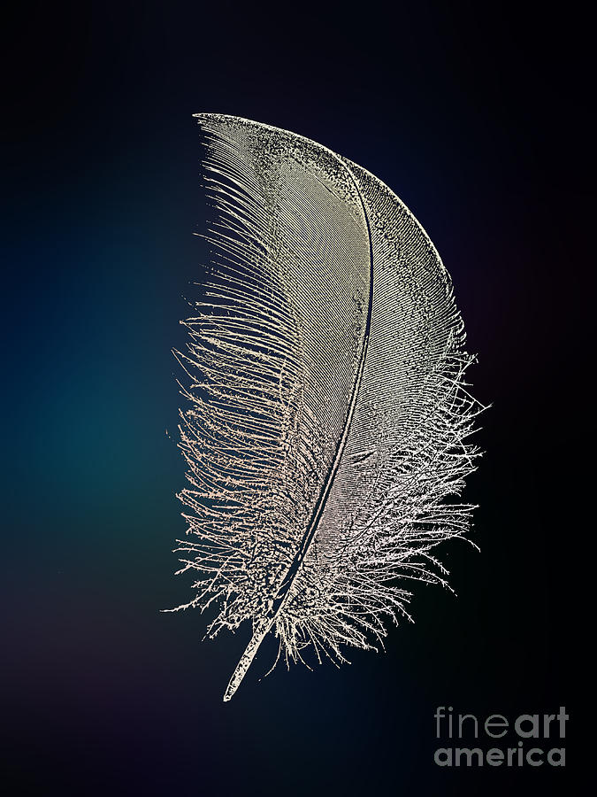 Swan Feather Digital Art by Klara Acel