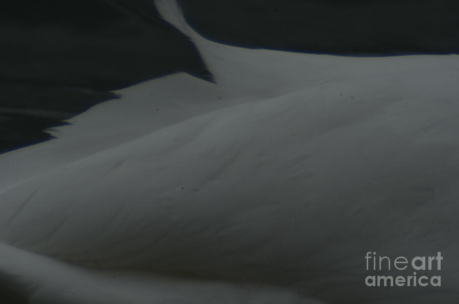 Swan Feathering Photograph by Randy J Heath