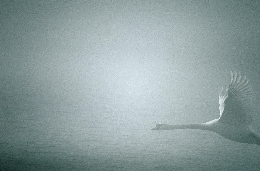 Swan Flying In Fog Photograph by Dan Sams/science Photo Library | Fine ...