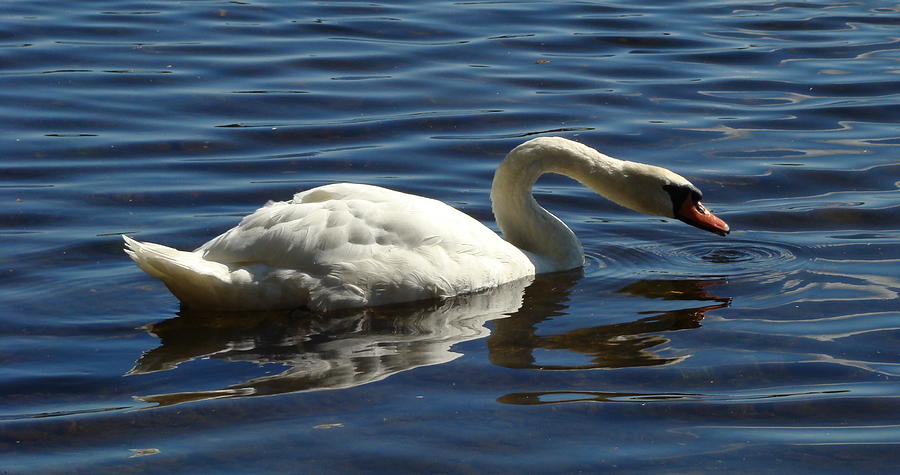 Swan four Photograph by Jan Parker - Pixels