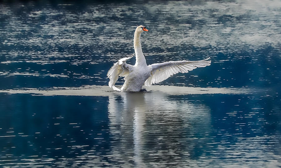 Swan Glory Photograph by Patrick Wolf
