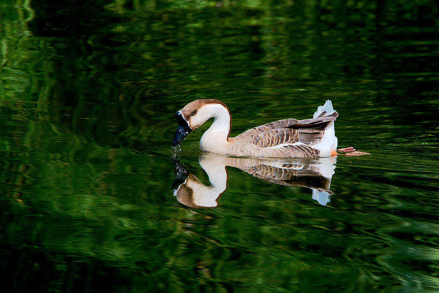 Goose Photograph - Swan Goose And Emerald Green 3 by Roy Williams