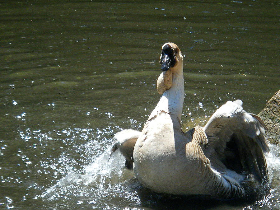 Swan Goose Photograph