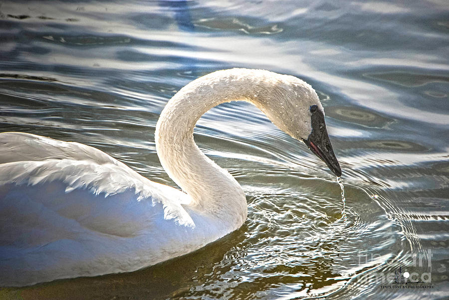 Swan Photograph by Grace Grogan