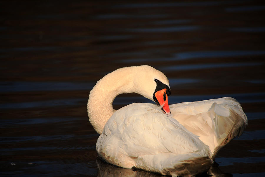 Swan Grooming Photograph by Karol Livote