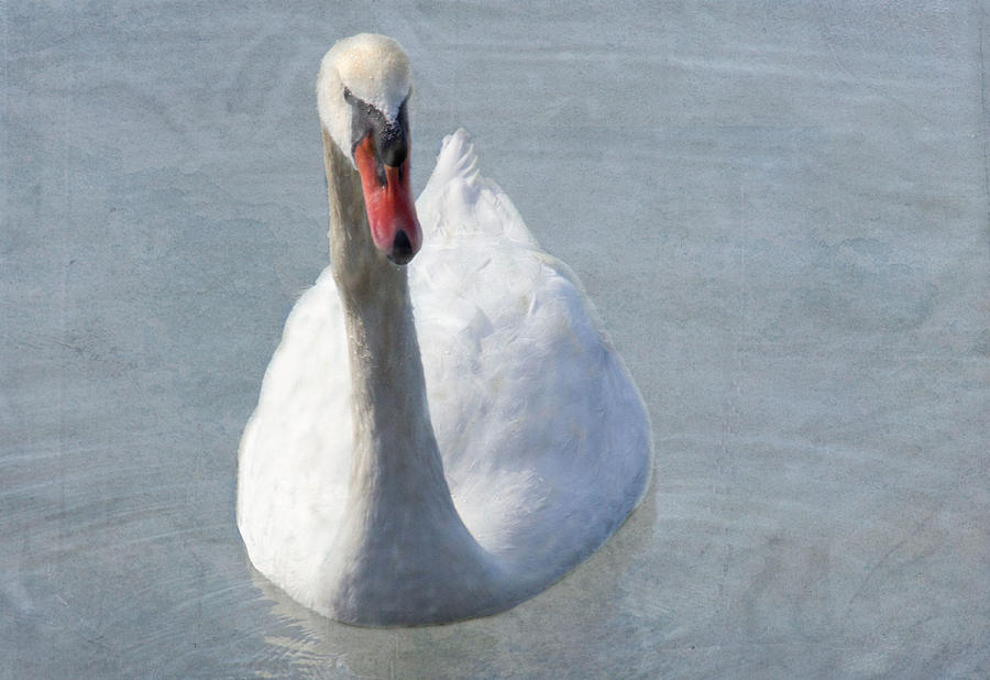 Swan Grunge Photograph by Rosalie Scanlon