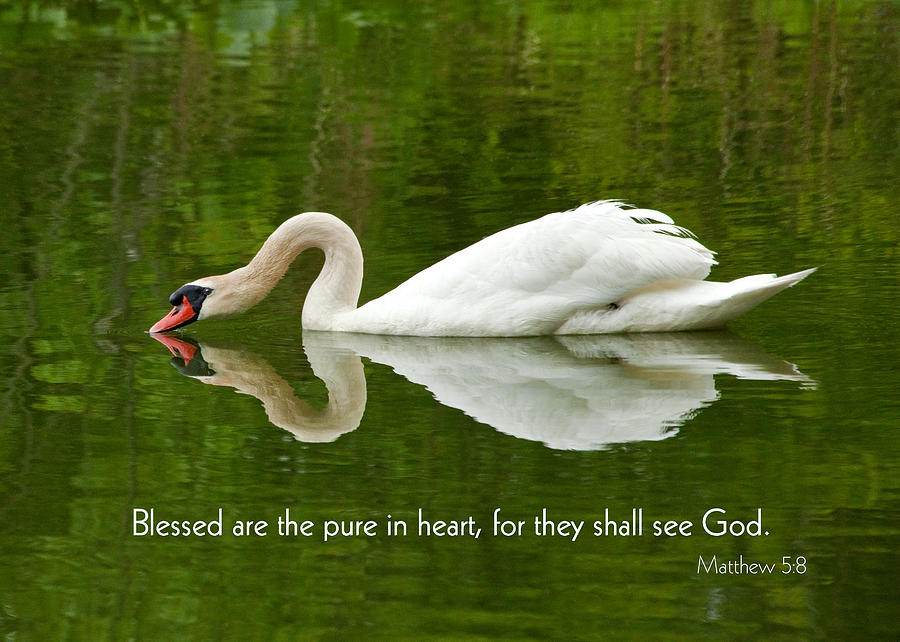 Swan Heart Bible Verse Greeting Card Original Fine Art Photograph Print as a Gift Photograph by Jerry Cowart