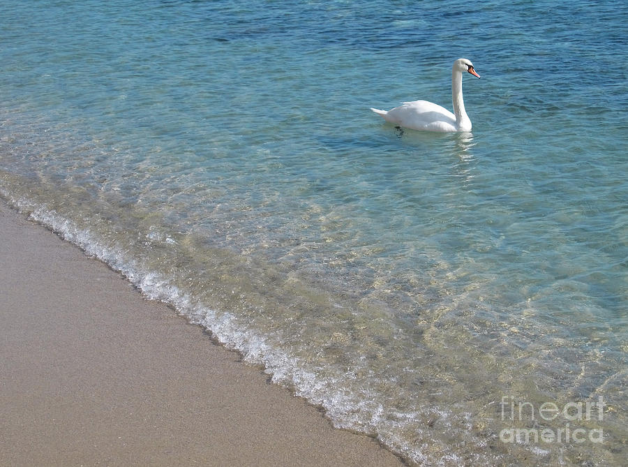 Swan Photograph - Swan in crystal clear shallow sea water. by Kiril Stanchev