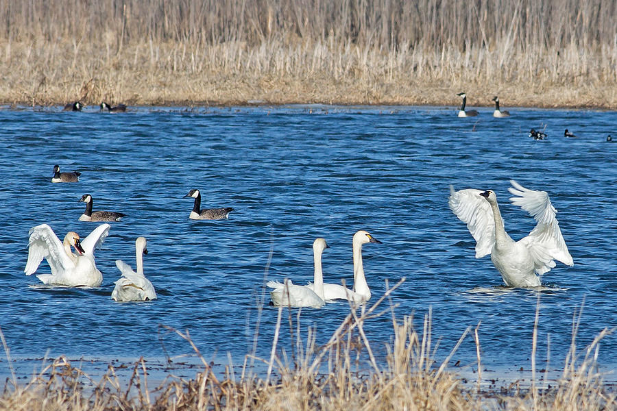 Swan in Dane County Photograph by Natural Focal Point Photography