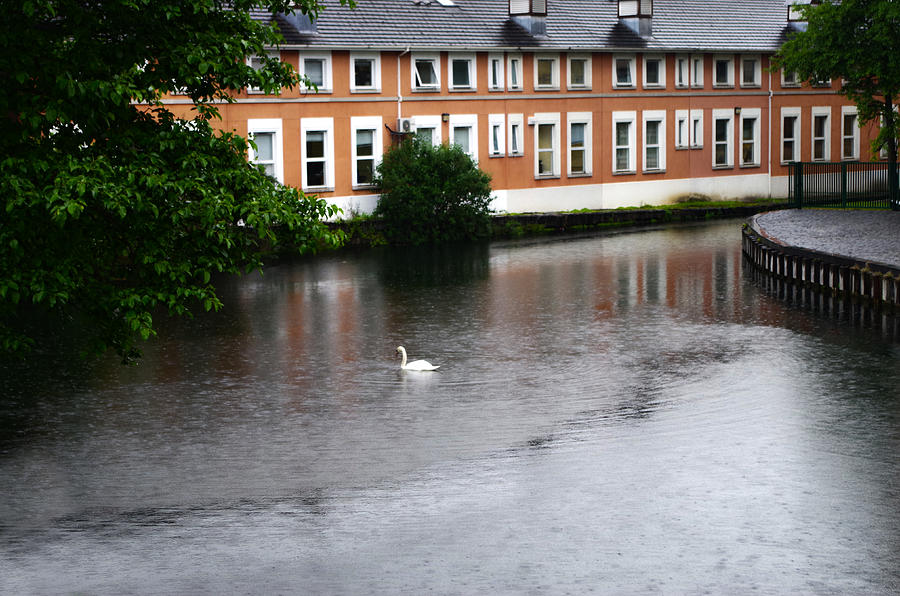 Swan in Dublin Photograph by Sharon Popek