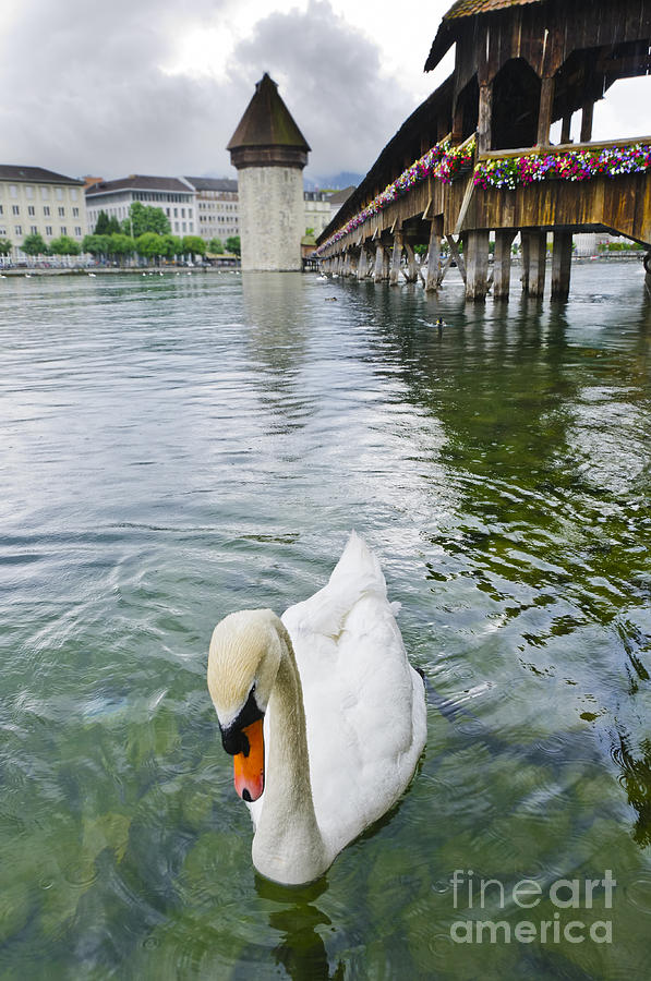 Swan in front of Chapel Bridge  Lucerne Switzerland Photograph by Oscar Gutierrez