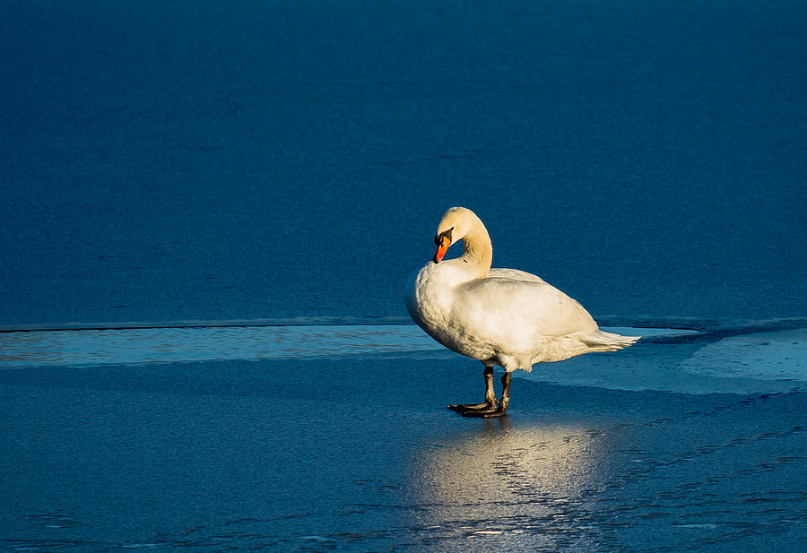 Swan In Last Sunlight On Frozen Lake Photograph by Andreas Berthold