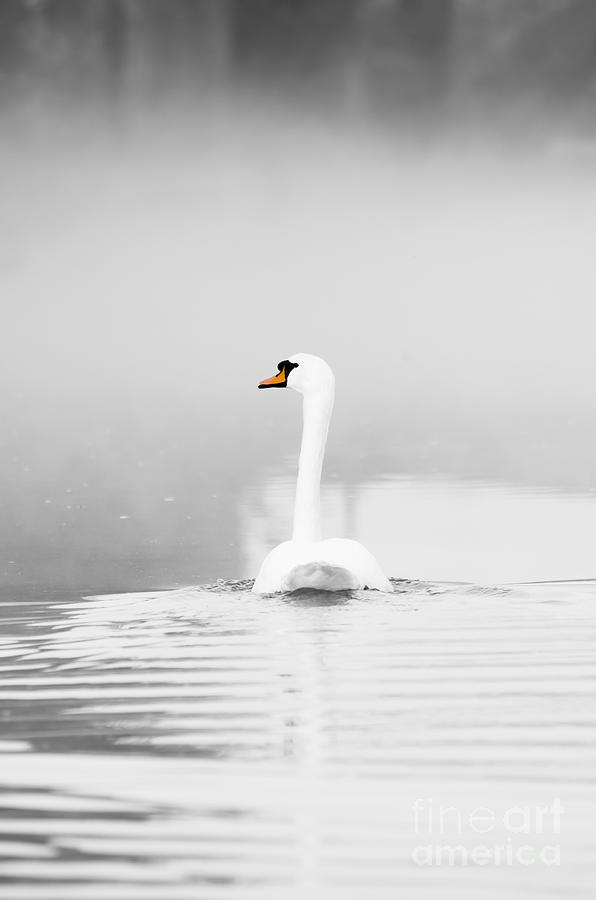 Swan in mist Photograph by Steev Stamford